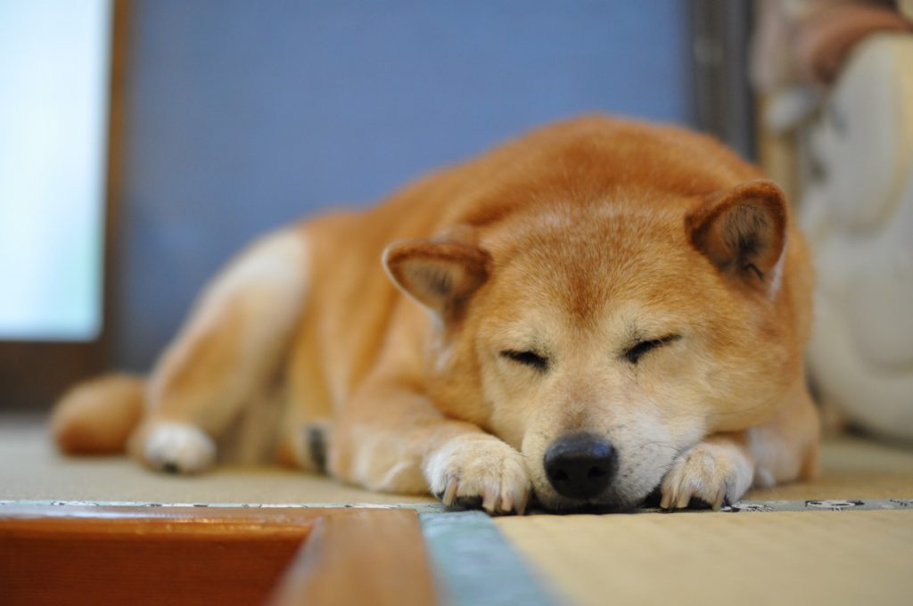 柴犬の眠り