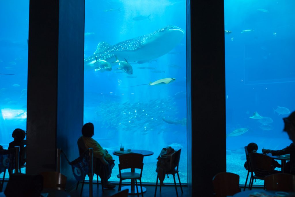 沖縄美ら海水族館のジンベイザメ