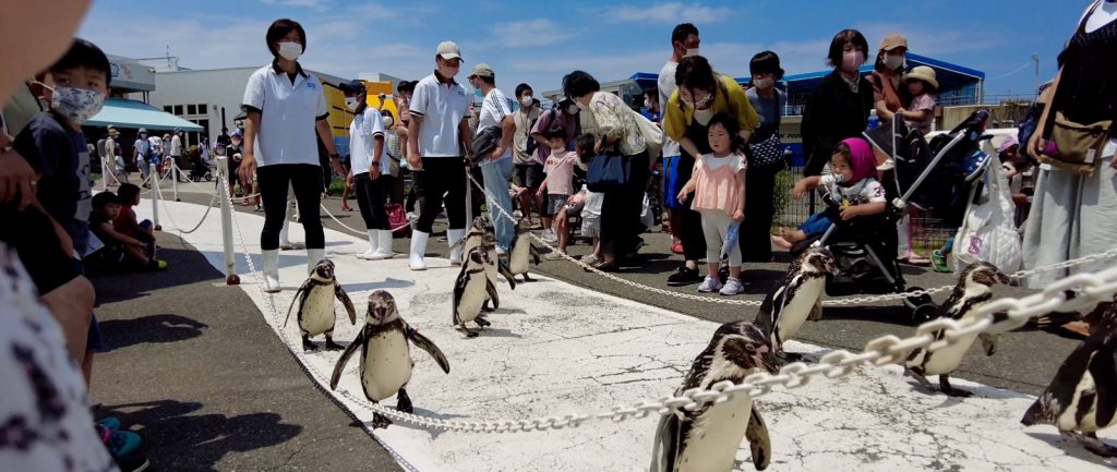 越前松島水族館はペンギンが歩く